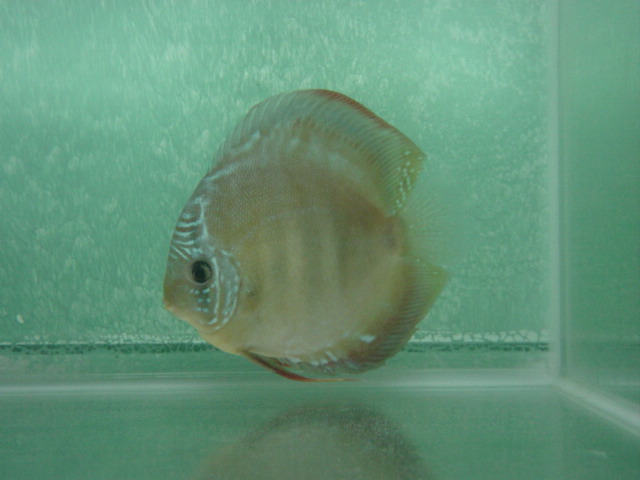 Albino Blue Diamond