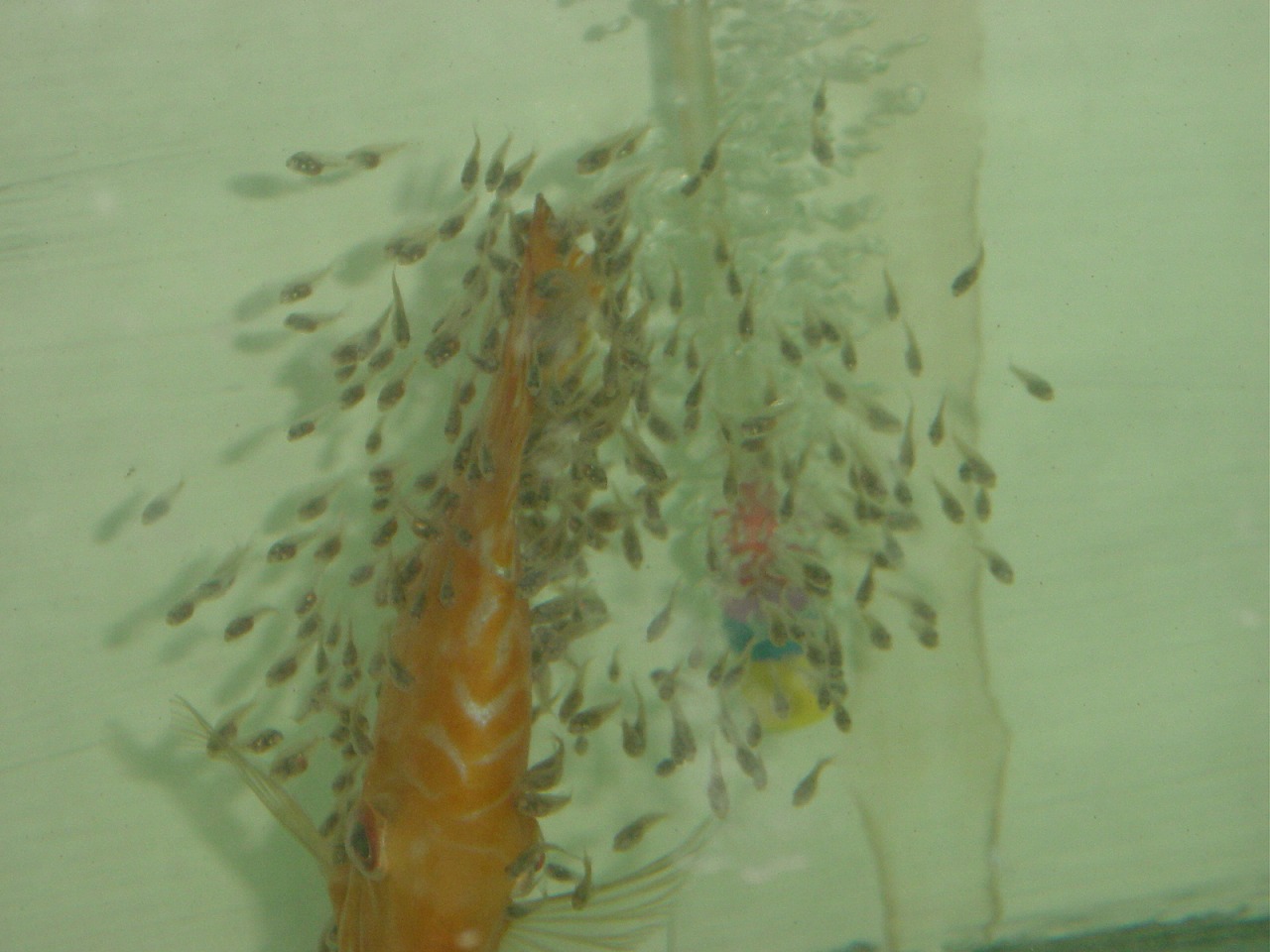 Discus with her fries feeding on the milk