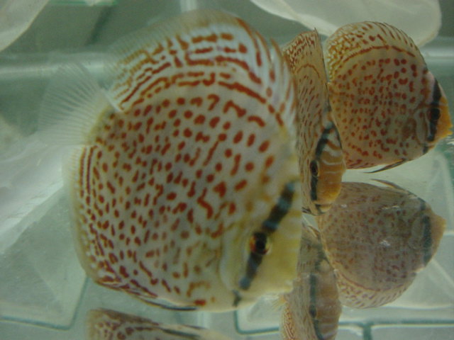 Leopard Skin A