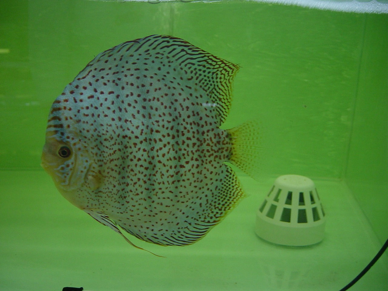 Leopard Skin_Grand Champion In UK