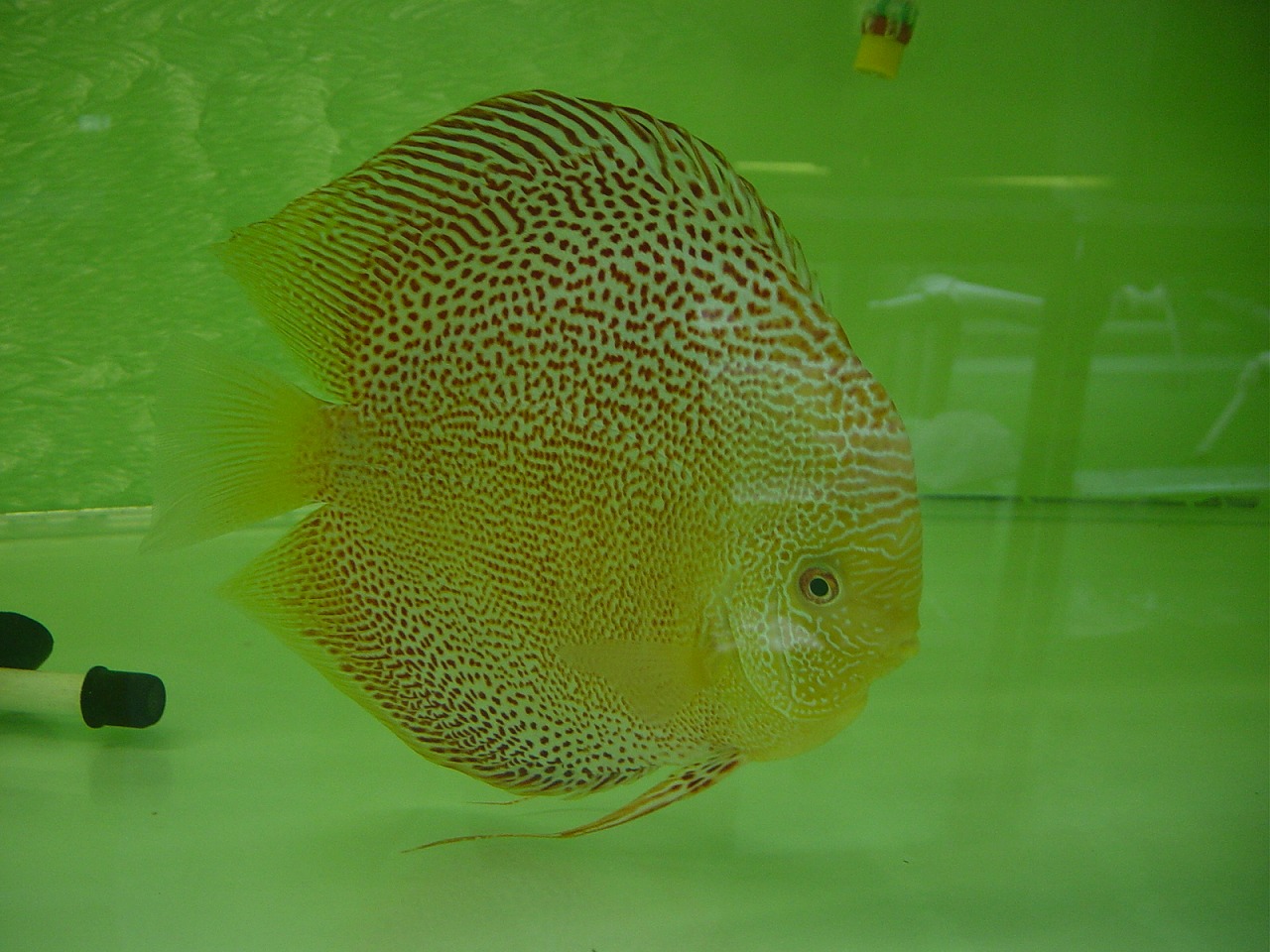 Leopard Snake Skin_ Grand Champion In Aquarama 2005