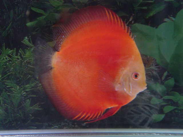 Malboro Red A
