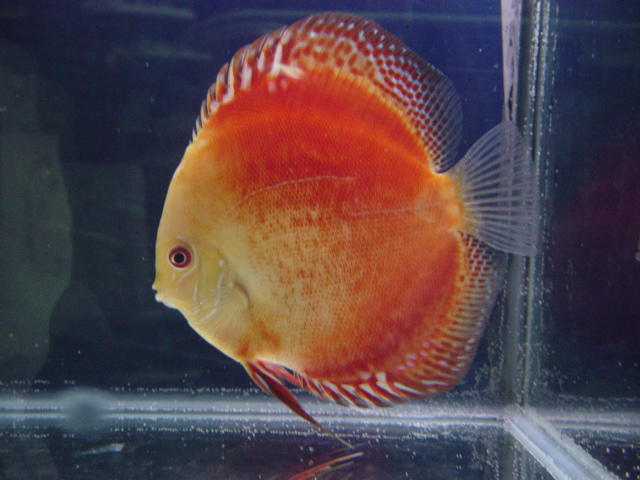 Marlboro Red B
