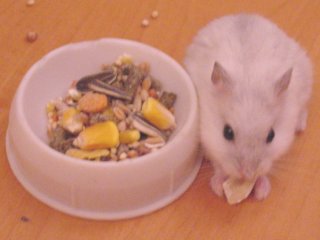 Buddy is eating!