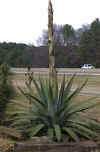 Agave1.JPG (25820 bytes)