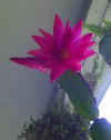 eastercactus.JPG (38996 bytes)