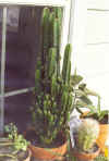 greencactus.jpg (56592 bytes) 