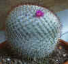 Mamillaria Eleg.JPG (62551 bytes)