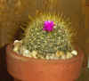 Mammillaria aurihamata.JPG (69214 bytes)