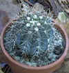 Melocactus_azureus.JPG (18103 bytes)