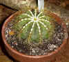 Notocactus.JPG (37982 bytes) 