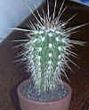 Pachycereus_pringlei.JPG (12480 bytes)