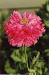Peony Poppy Dbl Pink.jpg (22984 bytes)