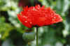 Peony Poppy Red.jpg (21076 bytes)