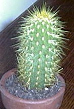 Pilsocereus.JPG (14588 bytes)