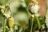 Poppy Seed.jpg (21652 bytes)