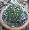 S._crispatus.JPG (16487 bytes) 