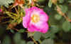 Sealing Wax Rose.jpg (21451 bytes)