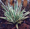 Yucca.JPG (36769 bytes)