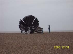 Scallop 1