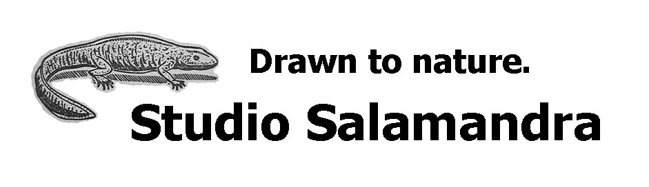 Studio Salamandra Logo