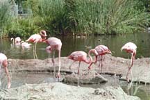 flamingos