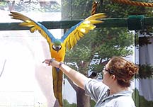 parrot