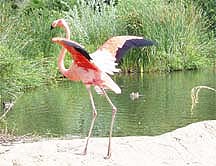 flamingo