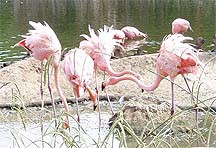 flamingos