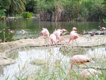 flamingos