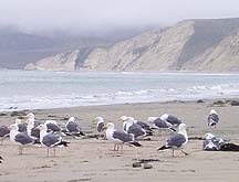 Drake's Beach