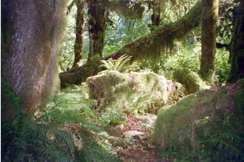 Hall of Mosses forest