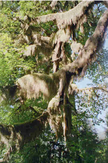 Hall of Mosses forest