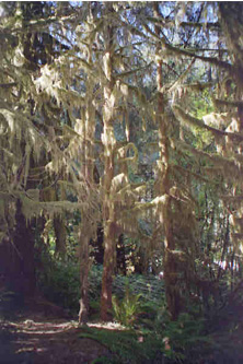 Hall of Mosses forest