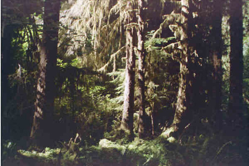 forest along Spruce Nature Trail