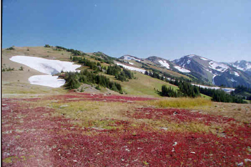 Obstruction Point Trailhead