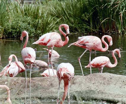 flamingoes