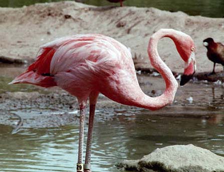 flamingo