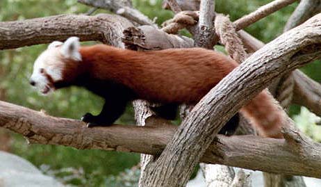 red panda