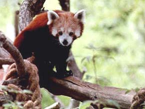 red panda