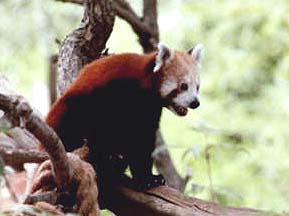 red panda