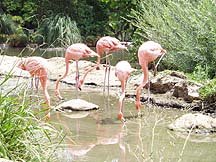 flamingoes