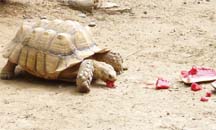 tortoise