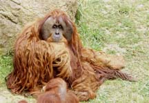 orangutang