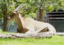 antelope