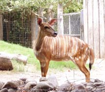 antelope
