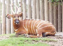 antelope