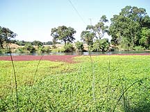 Cosumnes River