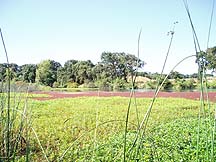 Cosumnes River
