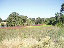 Cosumnes River